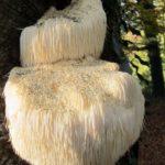 hericium-erinaceus-2P