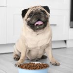 aliments-pour-chiens-presses-a-froid-6P